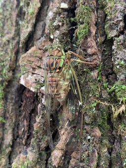 Photo, semi, cicada, evening cicada, 