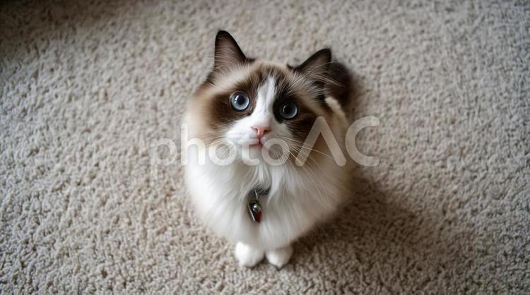 上目づかいの首輪猫・マンチカン・ふわふわ 猫,マンチカン,上目づかいの写真素材