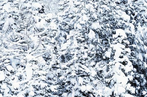 雪が積もった針葉樹林 針葉樹,雪景色,大雪の写真素材