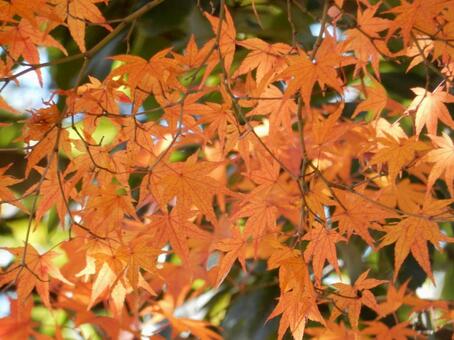 【紅葉写真】美しい紅葉風景 モミジ,紅葉,晩秋の写真素材