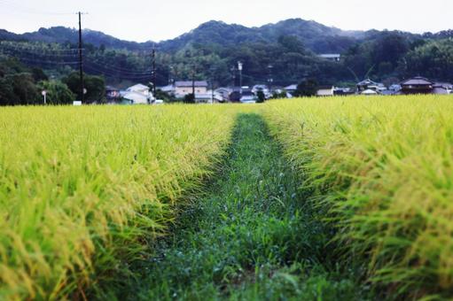 Photo, ear rice, rice, paddy field, 