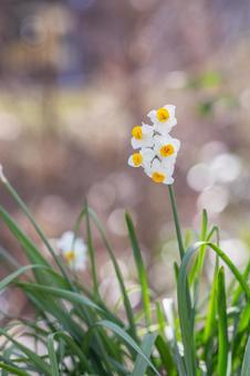 水仙の花 水仙の花 水仙,スイセン,花の写真素材