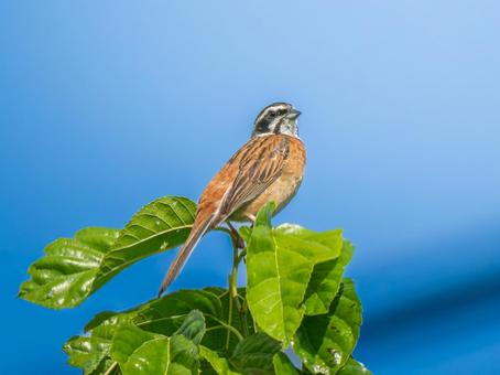 枝にとまるホオジロ 枝にとまるホオジロ ホオジロ,頬白,野鳥の写真素材