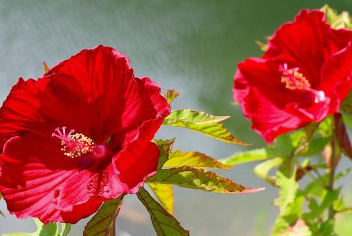Photo, tattooi, flower, plant, 