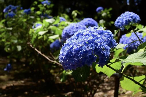 Blue hydrangea, JPG