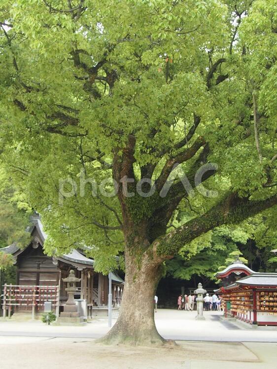 境内の大樹 太宰府天満宮,福岡,大木の写真素材