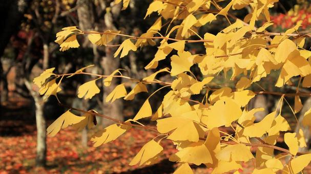 河口湖畔の黄葉した銀杏の葉 銀杏,黄葉,イチョウの木の写真素材