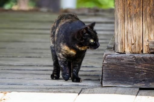 猫(108) 猫(108) 猫,食肉目,ネコ科の写真素材