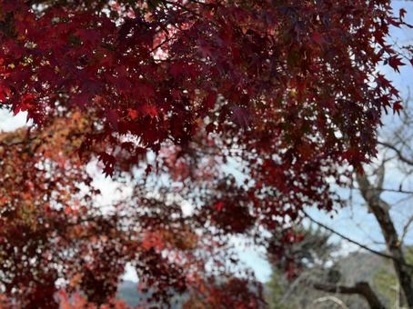 京都嵐山の紅葉3 京都嵐山の紅葉3の写真