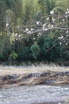 川の流れを見守る十月桜 川の流れを見守る十月桜の写真