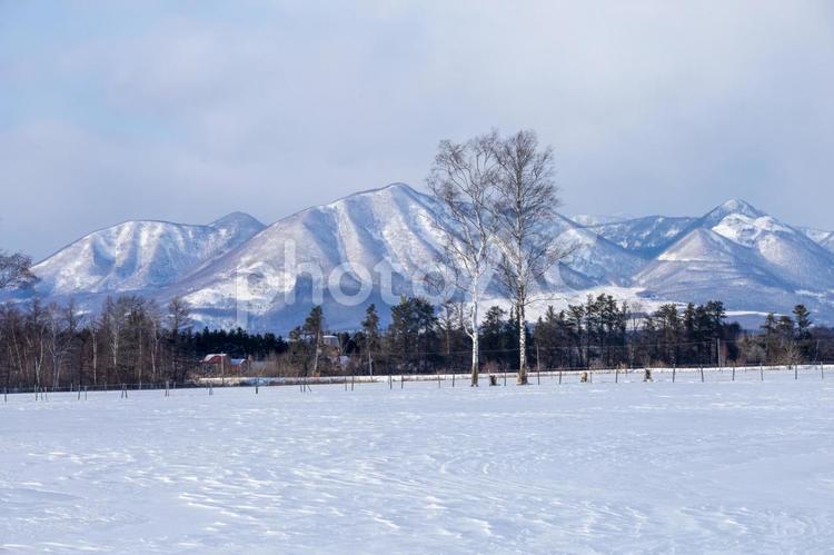 冬の牧場と然別の山々 雪山,雪原,白樺林の写真素材