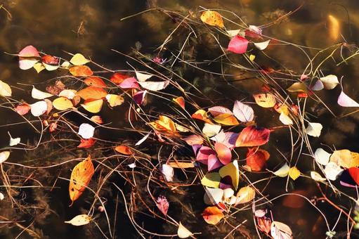 水面に浮ぶ木の葉の吹寄せ 秋,晩秋,落ち葉の写真素材