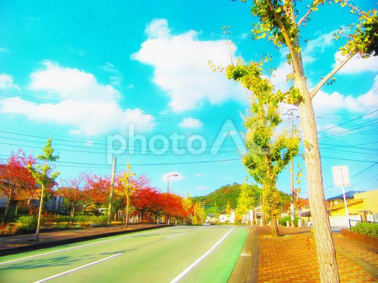 街路樹と道路 街路樹,道路,坂道の写真素材