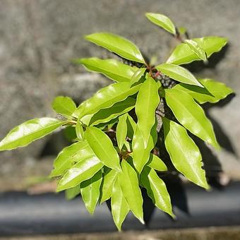 Camphor tree by the road, JPG Camphor tree by the road, JPG