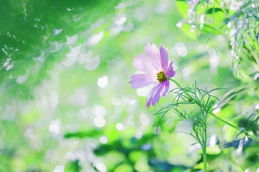 Cosmos in the glowing greenery, JPG