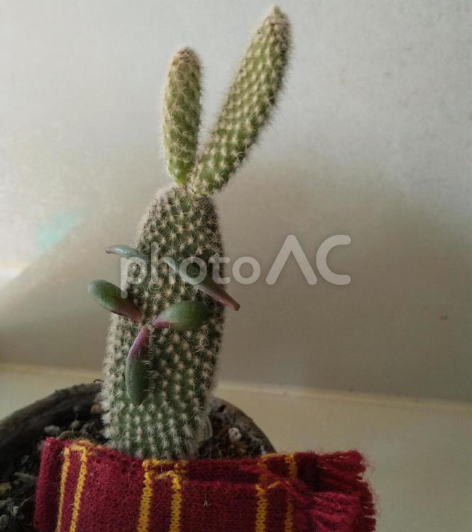 サボテンうさぎの冬 うさぎ,多肉植物,冬の写真素材