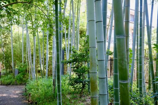 竹林 竹林の写真