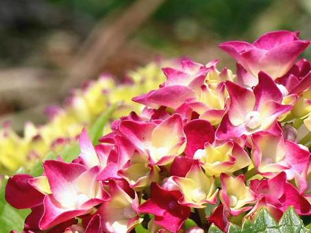 日本の花 日本の花の写真
