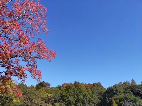 紅葉19 紅葉19の写真