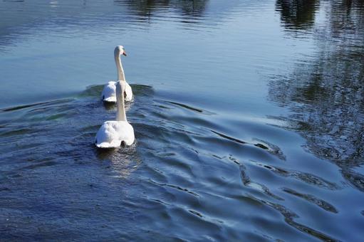 2羽の白鳥 2羽の白鳥 白鳥,二羽,泳ぐの写真素材