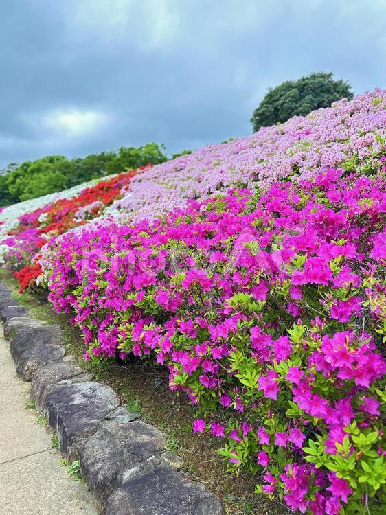 つつじ　黒潮公園　花鑑賞　公園歩道 つつじ,植栽,観賞用の写真素材