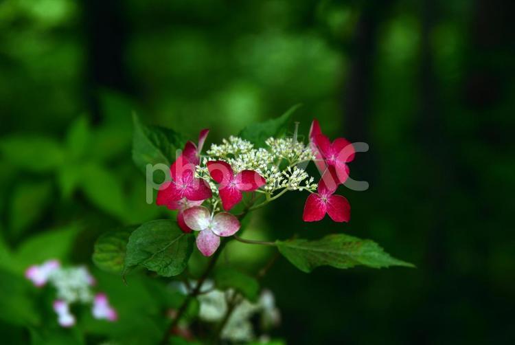 真っ赤なガクアジサイ アジサイ,紫陽花,あじさいの写真素材