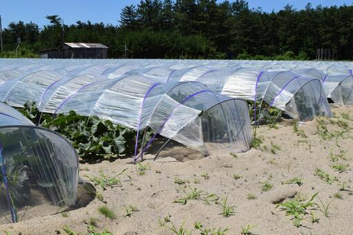 ビニールトンネル栽培 ビニールトンネル栽培,ビニールトンネル,農業用ビニールトンネルの写真素材