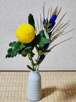 中秋の名月お月見花1 中秋の名月お月見花1 花,植物,ピンポンマムの写真素材