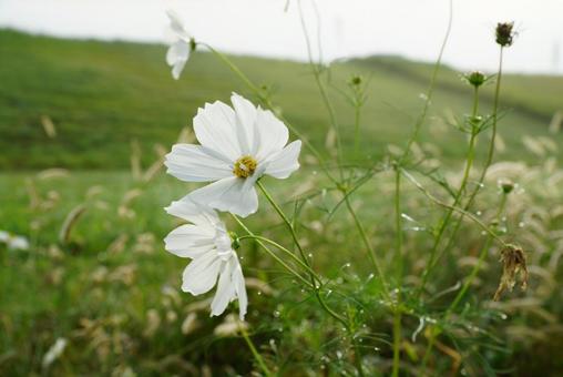 コスモスの花 コスモス,秋,花の写真素材