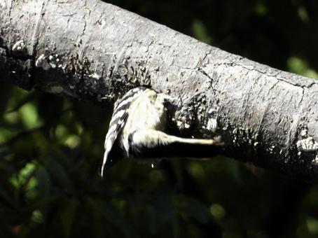 巣穴に潜るコゲラの写真