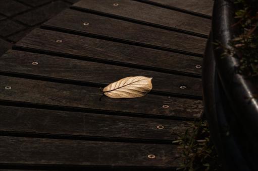 落葉 落葉,枯葉,葉の写真素材