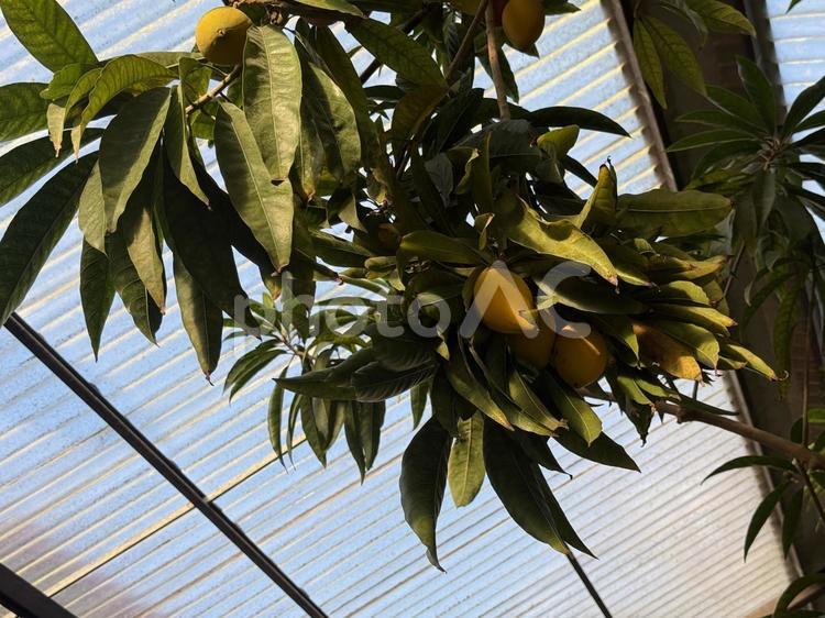 木の実 木の実,植物,自然の写真素材