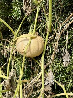 垣根のカボチャ 垣根のカボチャ つた,野菜,未熟の写真素材