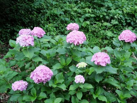 あじさい ピンク あじさい ピンク あじさい,アジサイ,ピンクの写真素材