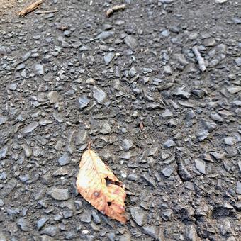 落ち葉② 落ち葉② 落ち葉,枯れ葉,砂利の写真素材