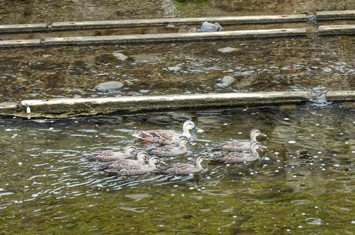 3週目のカルガモファミリー 3週目のカルガモファミリー 生き物,動物,鳥の写真素材
