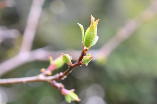 新芽 新芽の写真