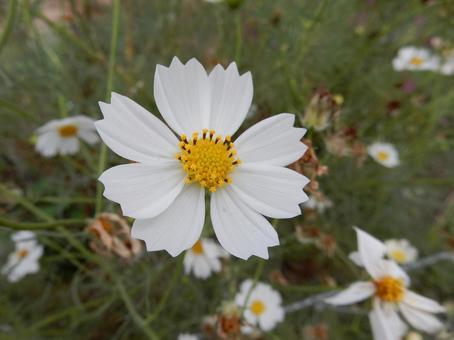 【花の写真】コスモス（秋桜）の写真