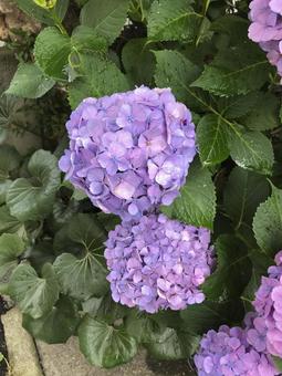 Hydrangea, JPG