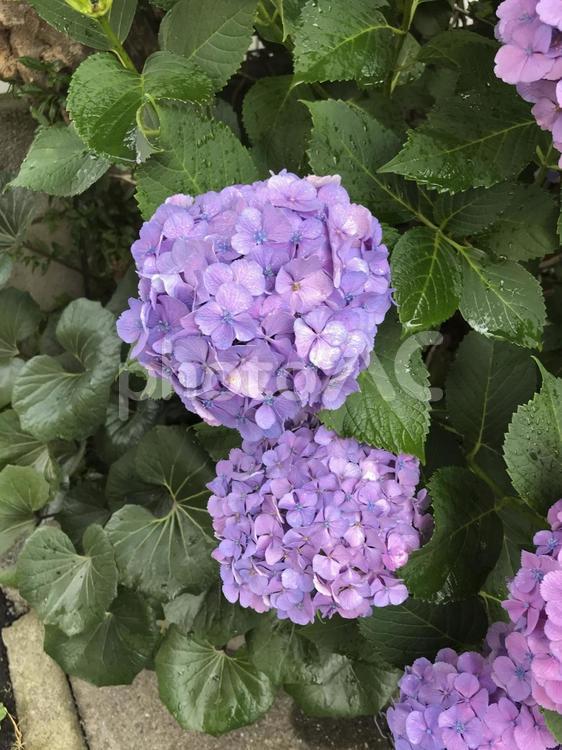 紫陽花 紫陽花,アジサイ,風景の写真素材