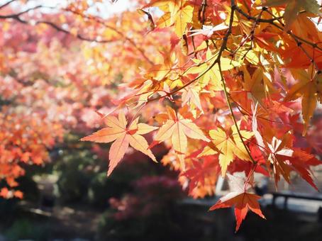 秋のイメージ　紅葉 紅葉,秋,秋のイメージの写真素材