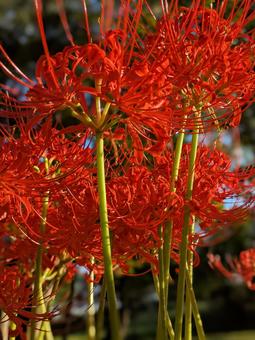 彼岸花 彼岸花の写真