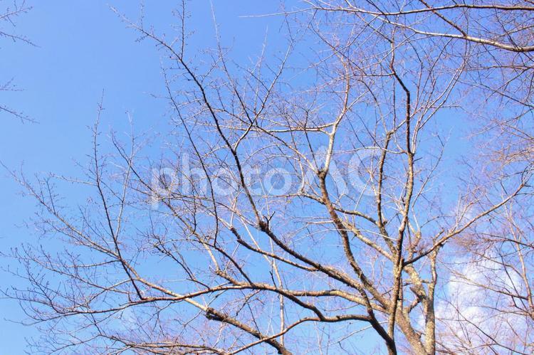 公園の木 木,冬,空の写真素材