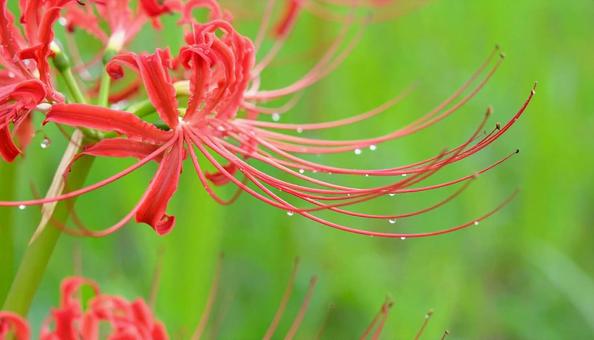 赤い彼岸花のアップ 秋の草花 赤い彼岸花のアップ 秋の草花の写真