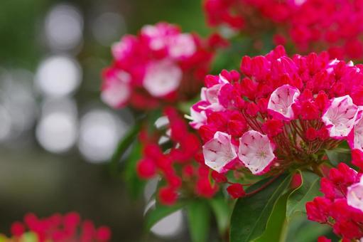 カルミア 赤い花 夏の花 カルミア 赤い花 夏の花の写真