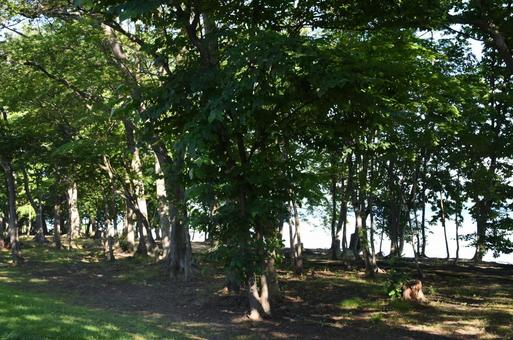 Photo, forest bathing, hokkaido, forest, 