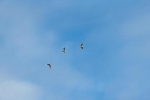 A flock of great egrets gracefully flying in the sky, JPG A flock of great egrets gracefully flying in the sky, JPG