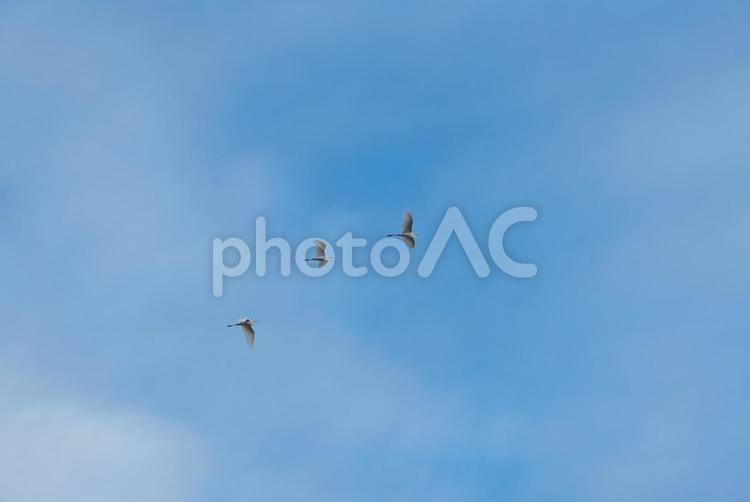 大空を優雅に舞うダイサギの群れ ダイサギ,シラサギ,鷺の写真素材