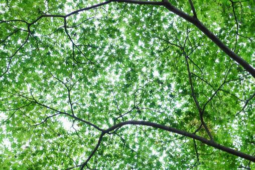 モミジの葉 モミジ,葉,植物の写真素材