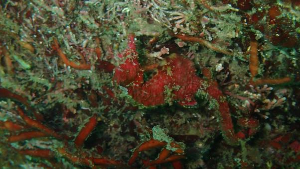 紛れるハナタツの写真